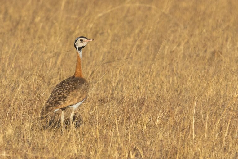 White-bellied Bustard standing in grassland.