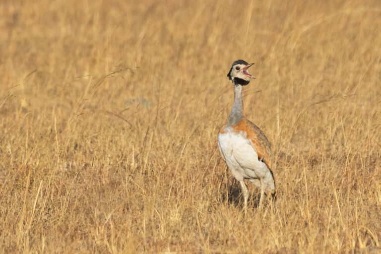 White-bellied Bustard calling in grassland.