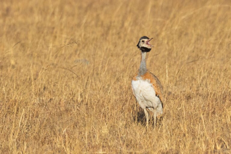 White-bellied Bustard calling in grassland.