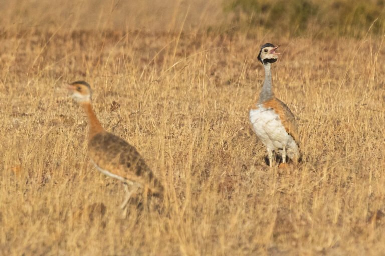 White-bellied Bustard calling in grassland.
