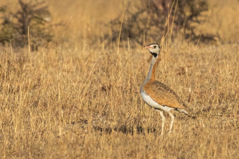 White-bellied Bustard standing in grassland.