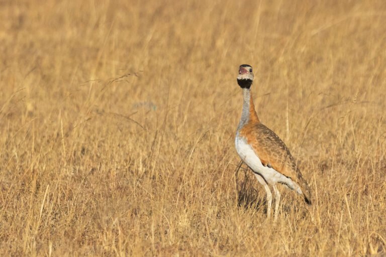 White-bellied Bustard calling in grassland.