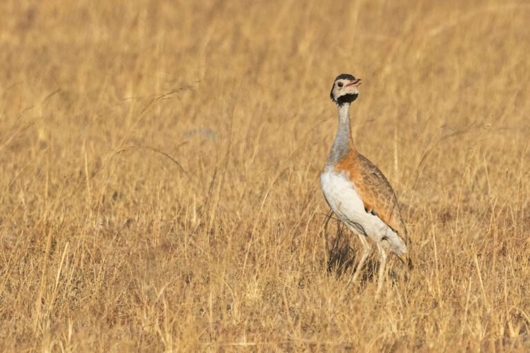 White-bellied Bustard calling in grassland.