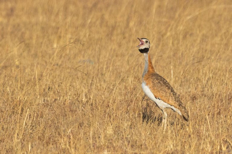 White-bellied Bustard calling in grassland.