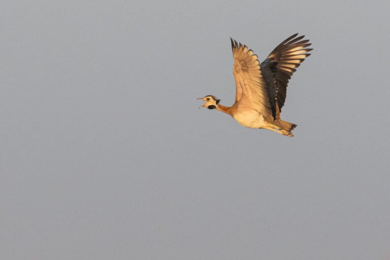 White-bellied Bustard flying.