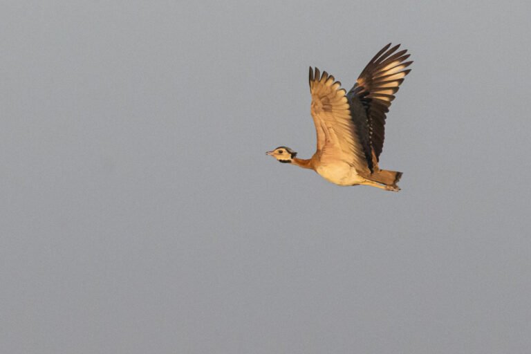 White-bellied Bustard flying.