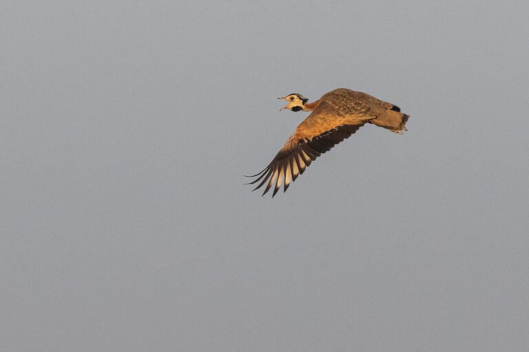 White-bellied Bustard flying.