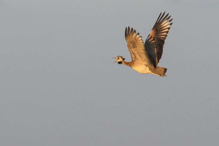 White-bellied Bustard flying.