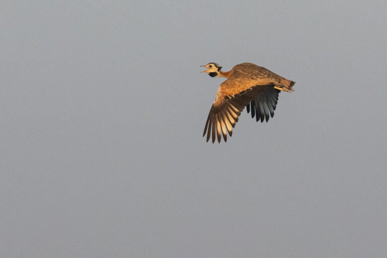 White-bellied Bustard flying.
