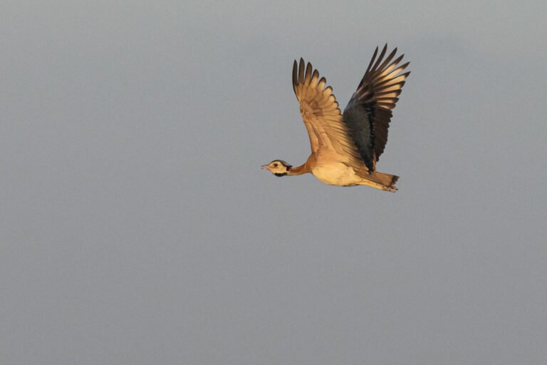White-bellied Bustard flying.