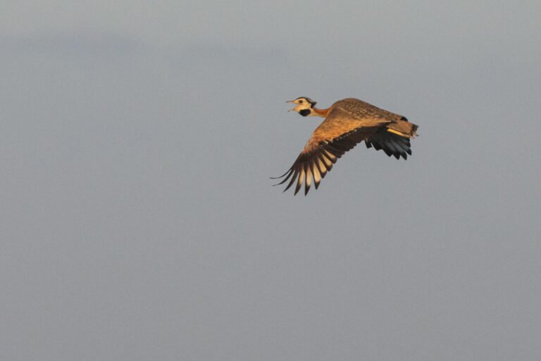 White-bellied Bustard flying.