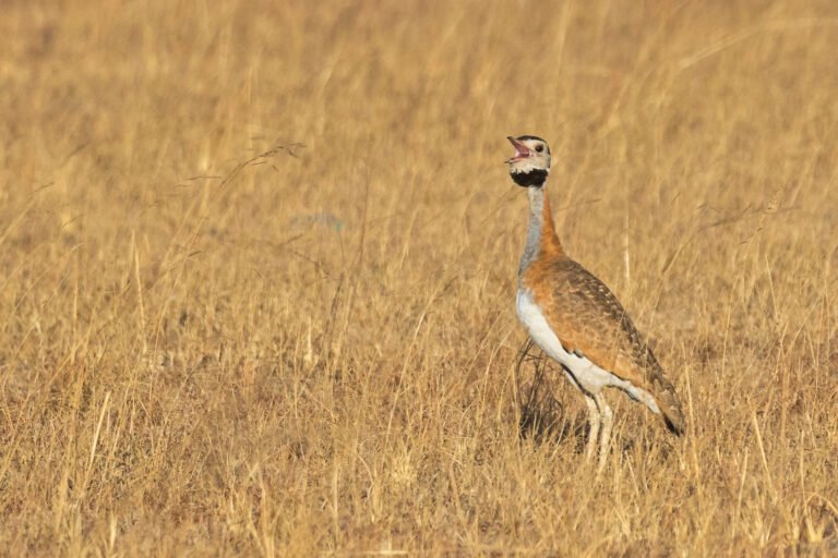 White-bellied Bustard calling in grassland.