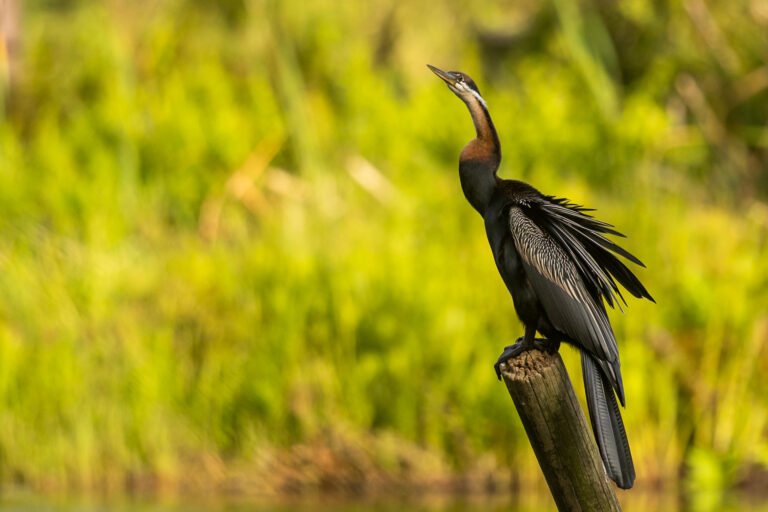 African Darter perched on a pole.