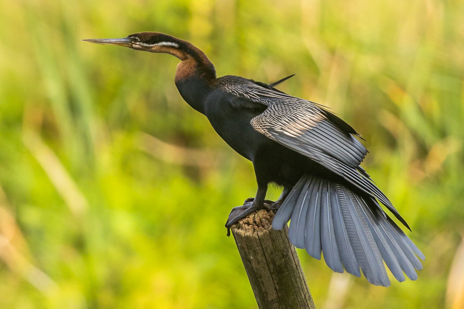 African Darter perched on a pole.