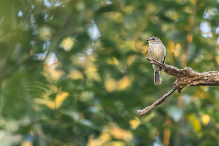 African Dusky Flycatcher perched on a branch.