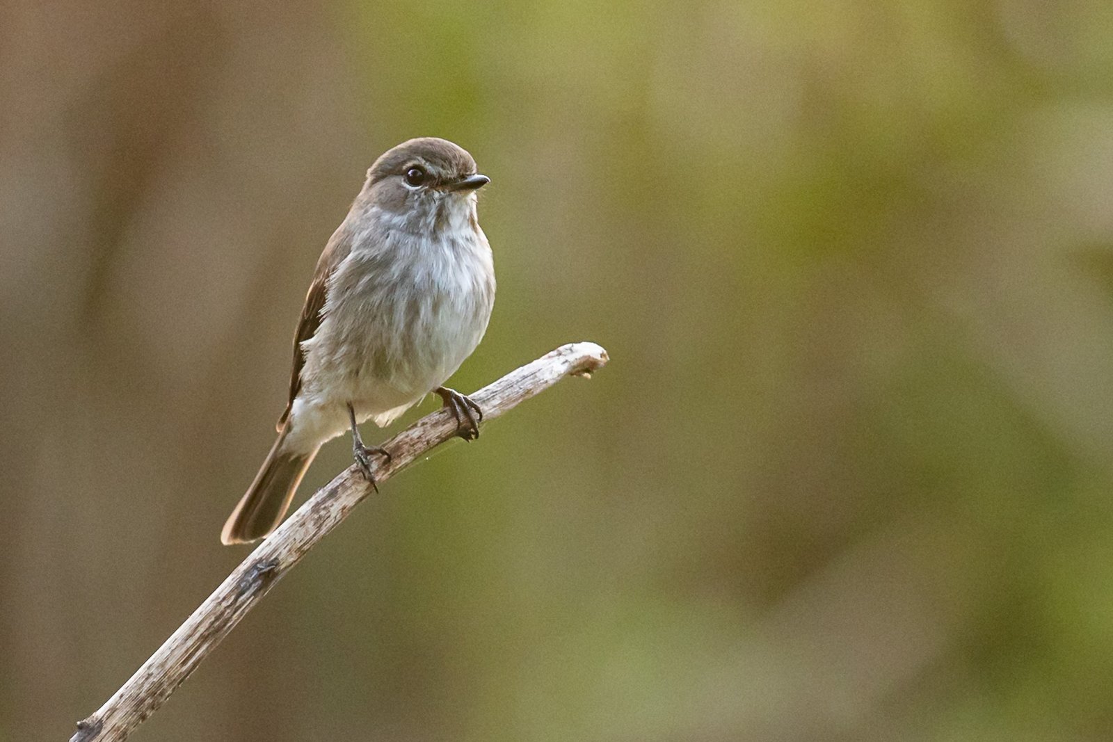 African Dusky Flycatcher perched on a branch.