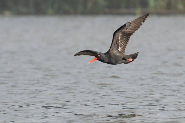 African Oystercatcher in flight.