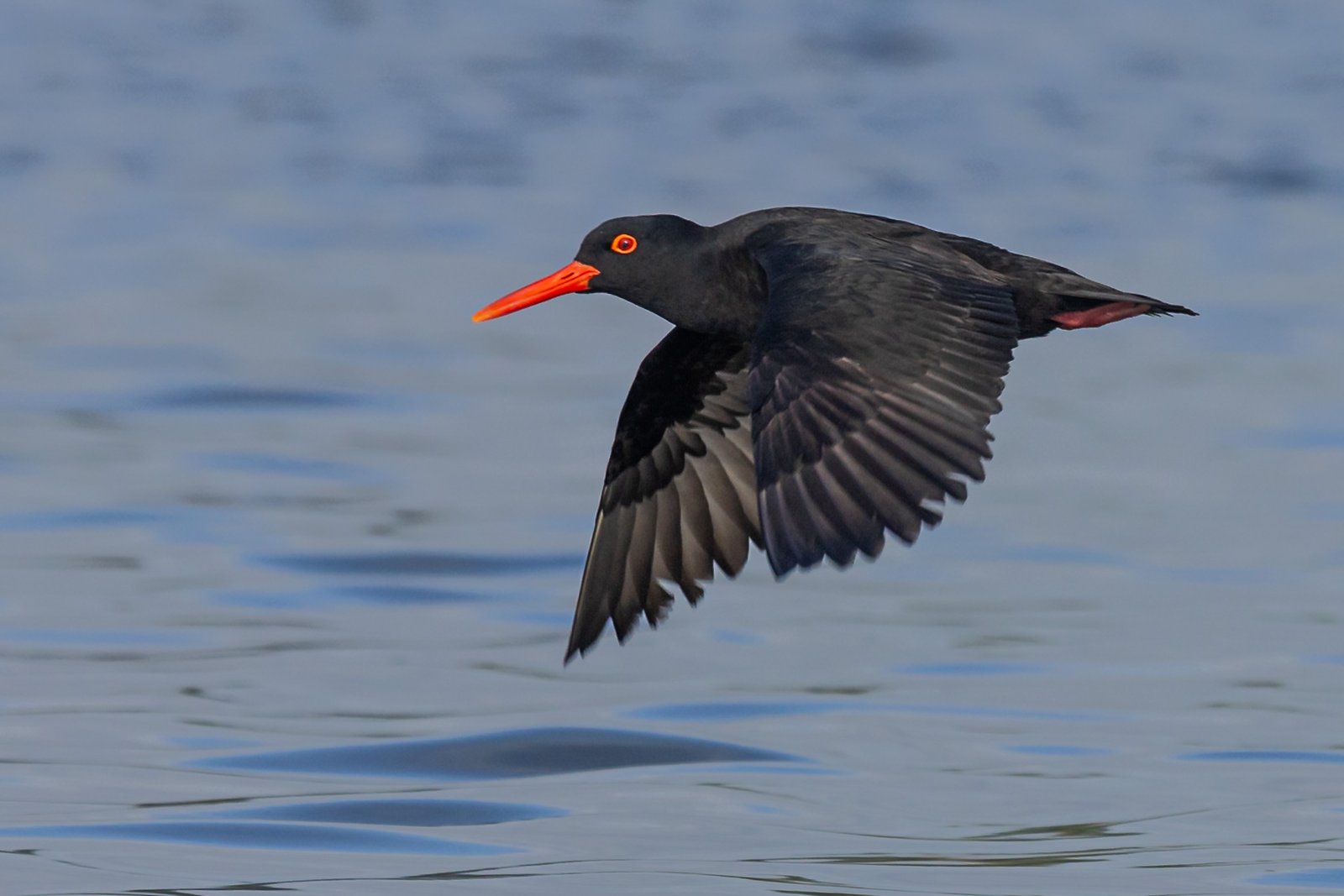 African Oystercatcher in flight.