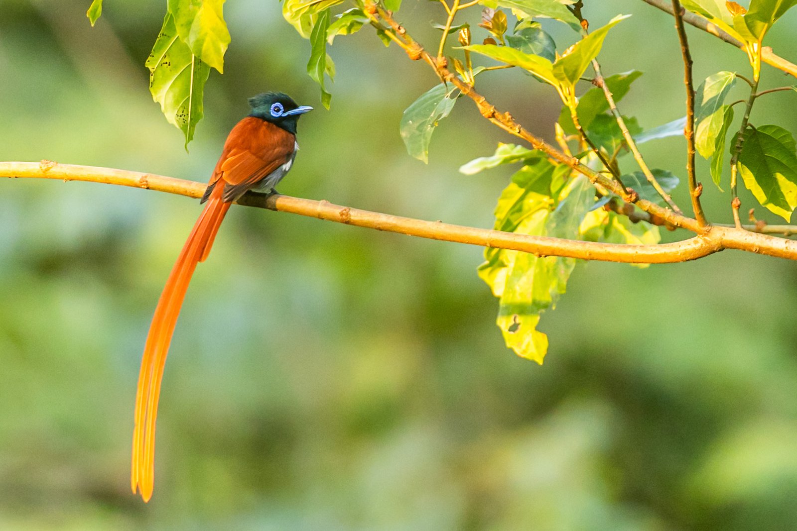 African Paradise Flycatcher perched on a branch.