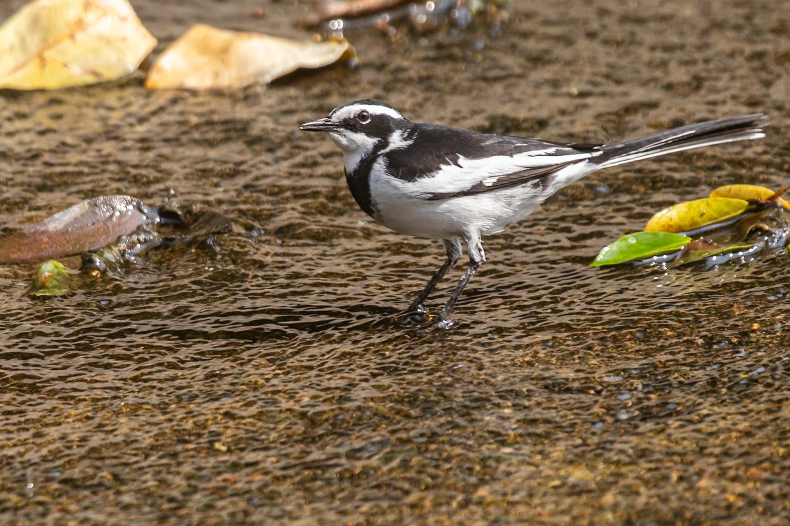 African Pied Wagtail standing in shallow water.