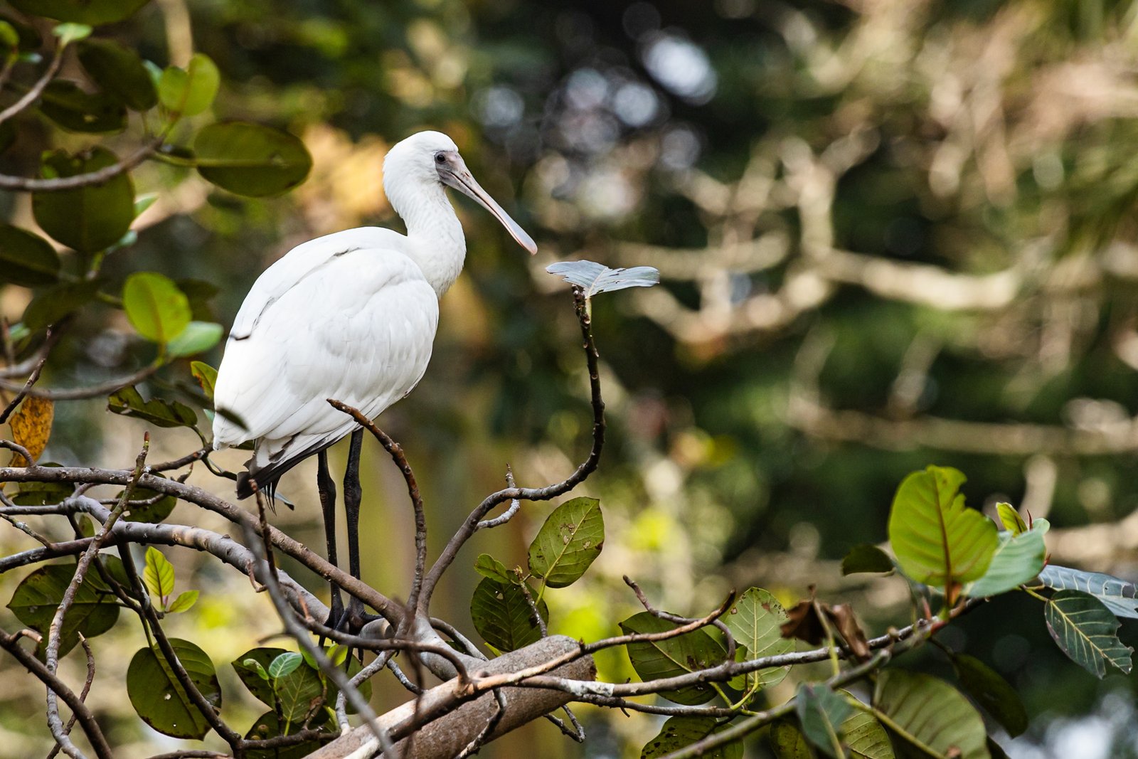 African Spoonbill perched on a branch.