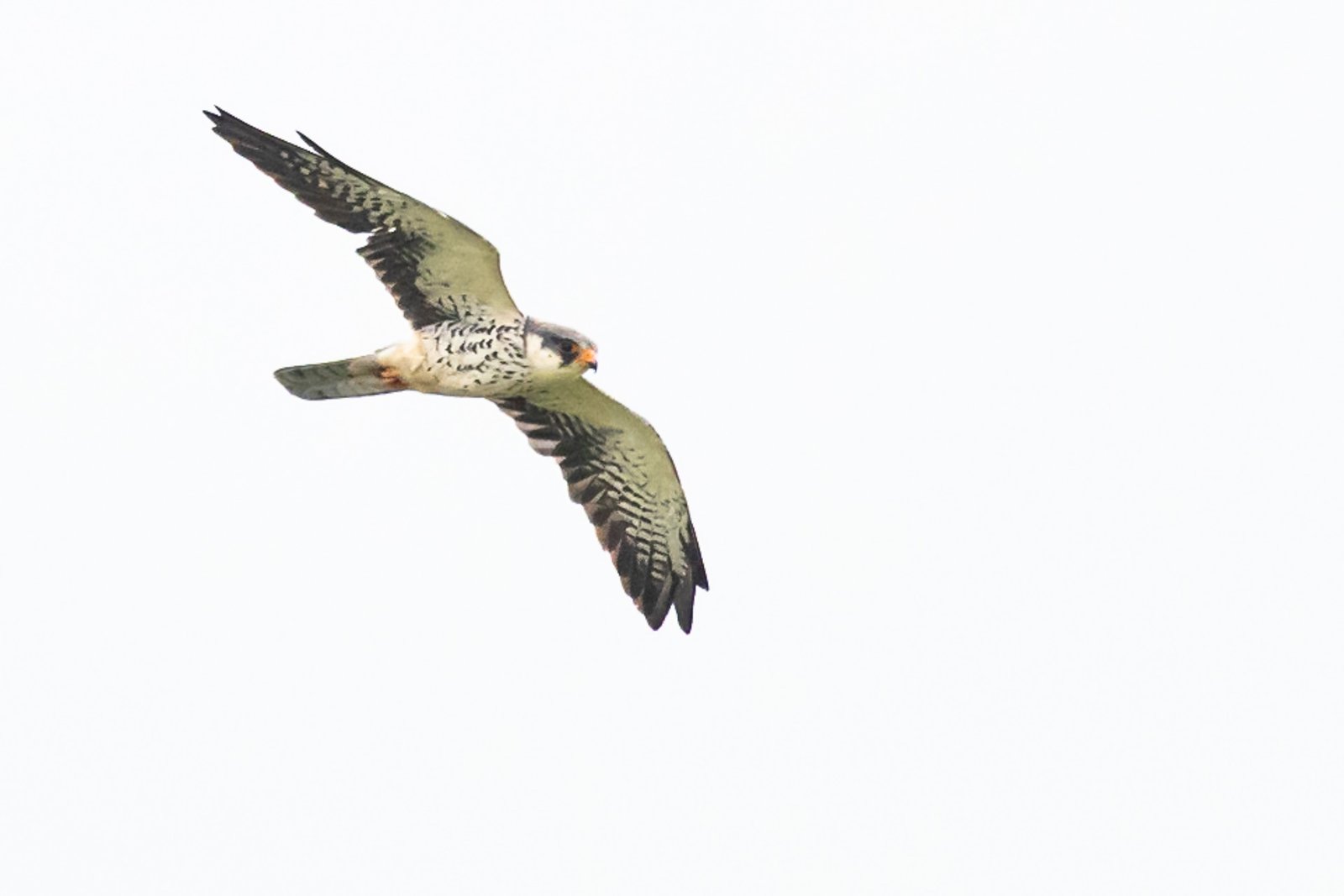 amur-falcon-bird-in-flight