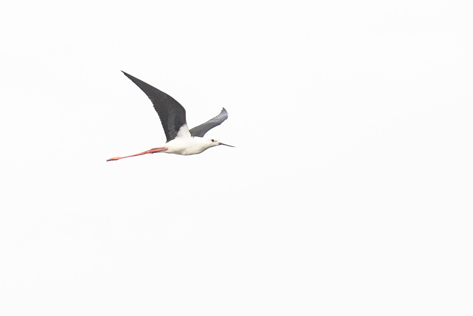 black-winged-stilt-bird-in-flight