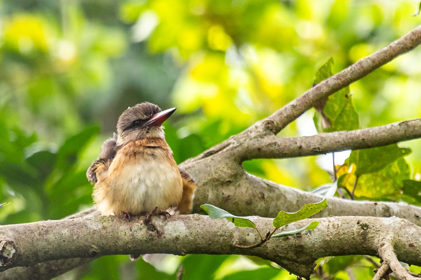 brown-hooded-kingfisher-bird-perched-2