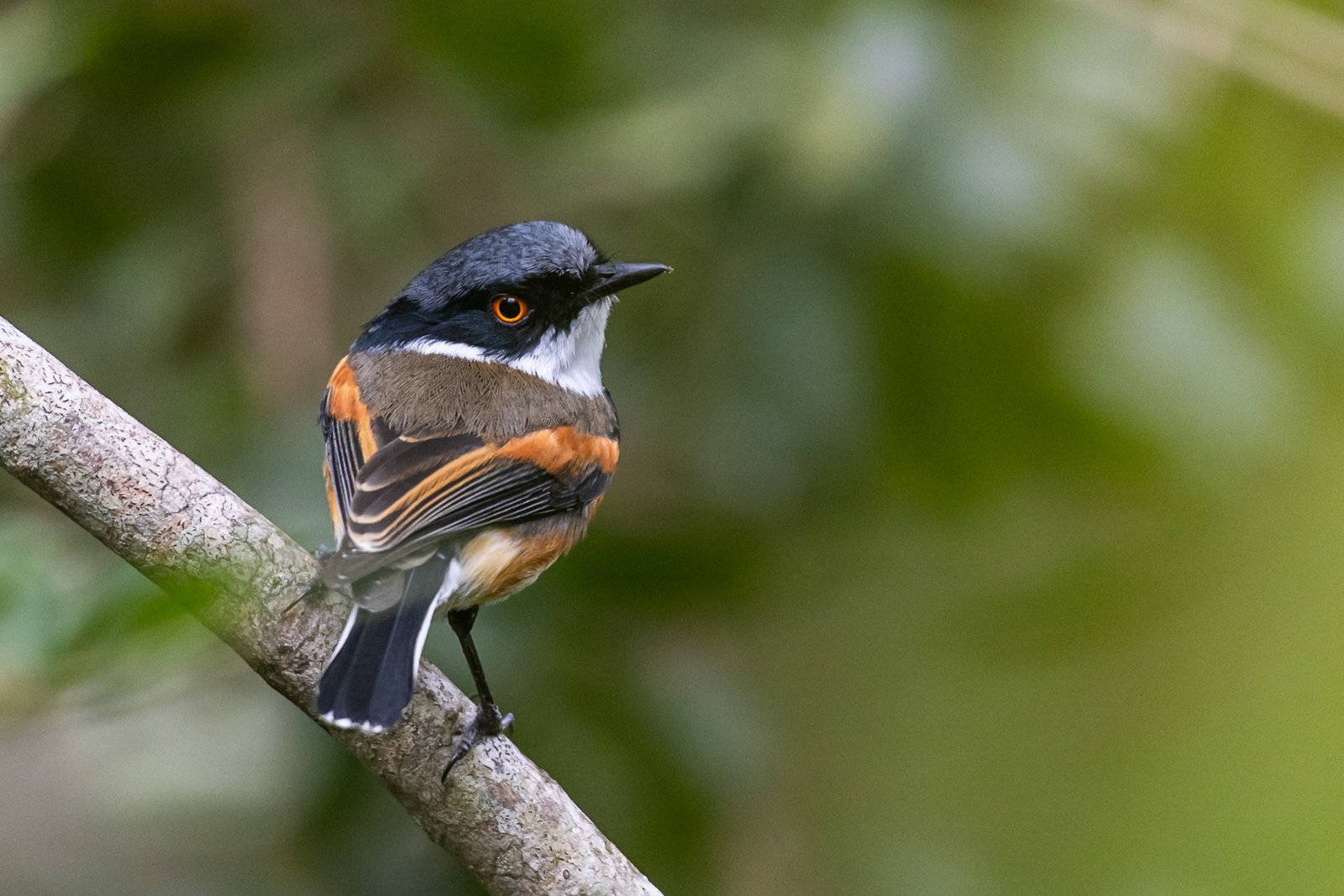 cape-batis-bird-perched-2