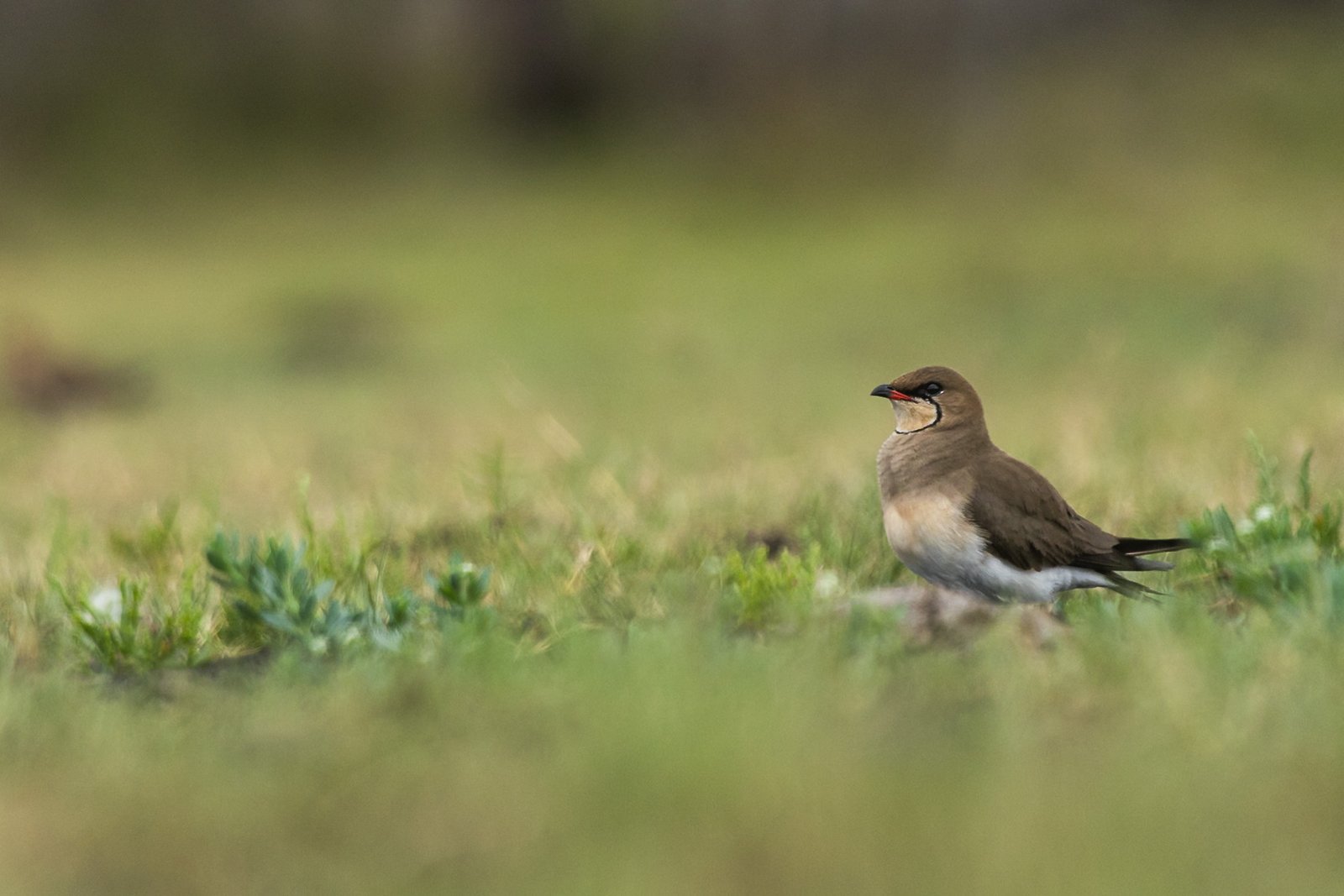 collared-pratincole-bird-standing-4