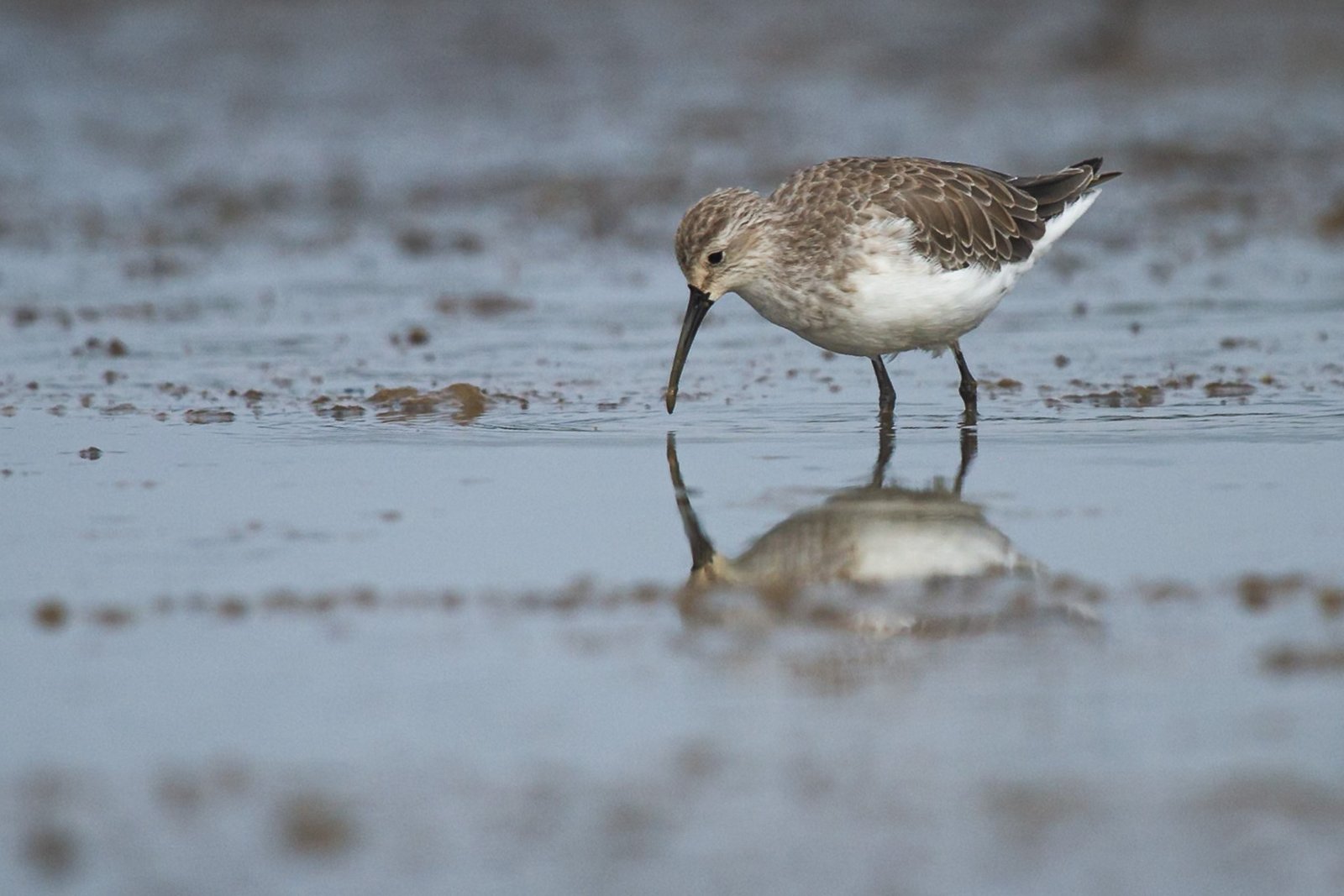 curlew-sandpiper-bird-feeding