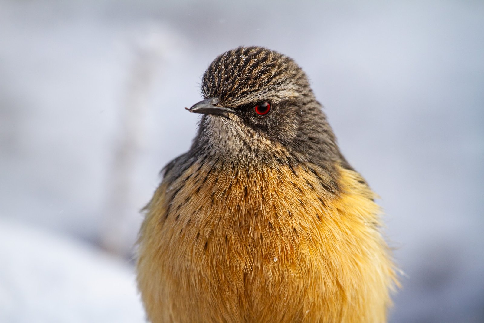 drakensberg-rockjumper-bird-portrait