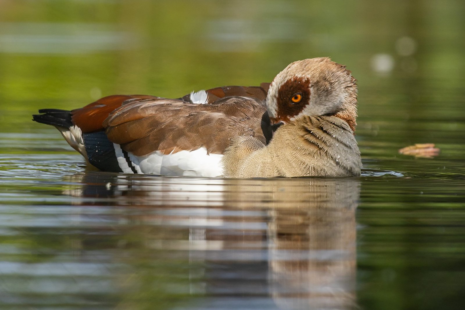 egyptian-goose-bird-swimming