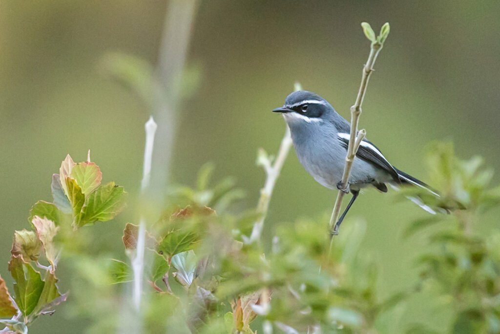 Fairy Flycatcher perched on a plant.