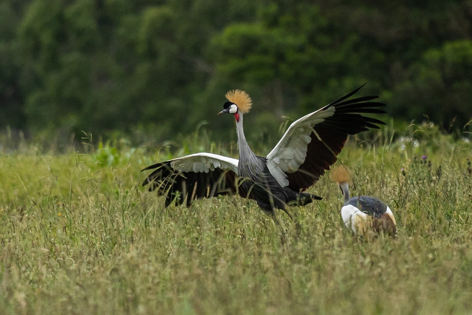 grey-crowned-crane-bird-displaying-4