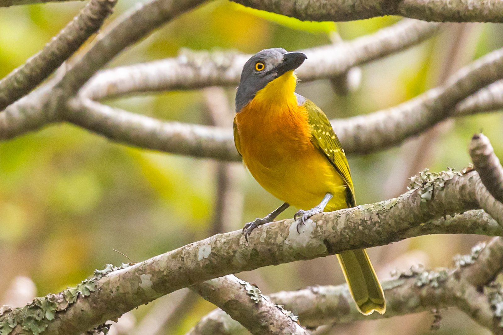 grey-headed-bushshrike-bird-perched-8