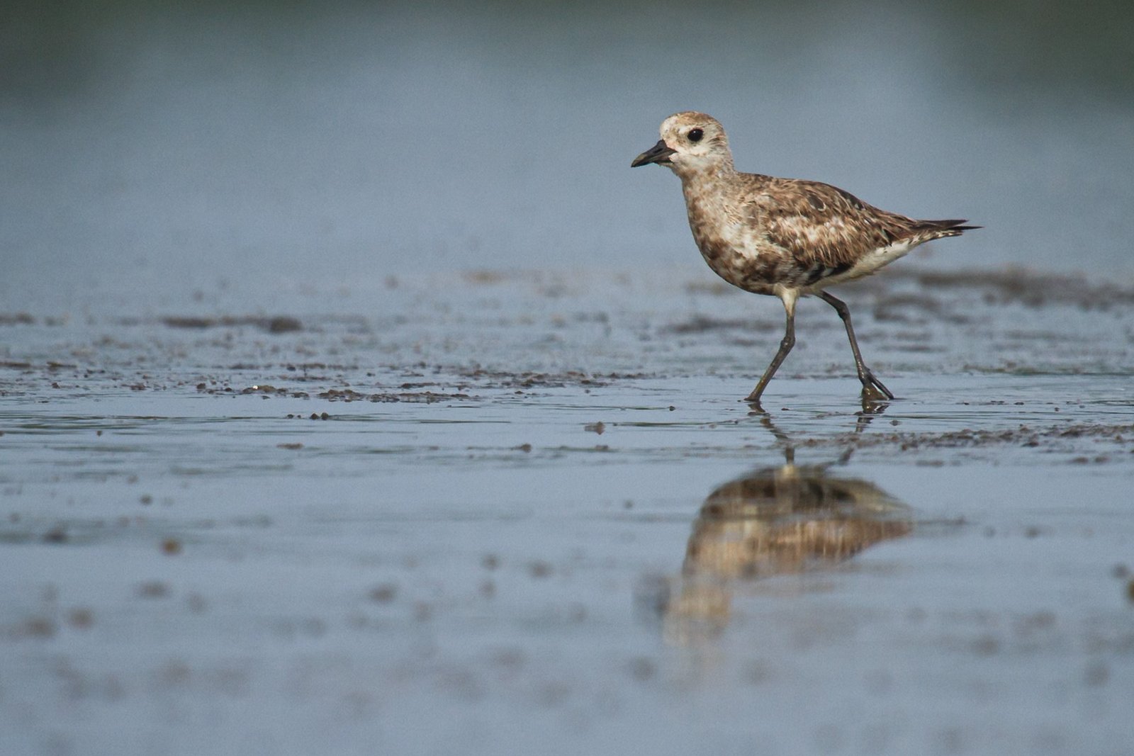 grey-plover-bird-walking