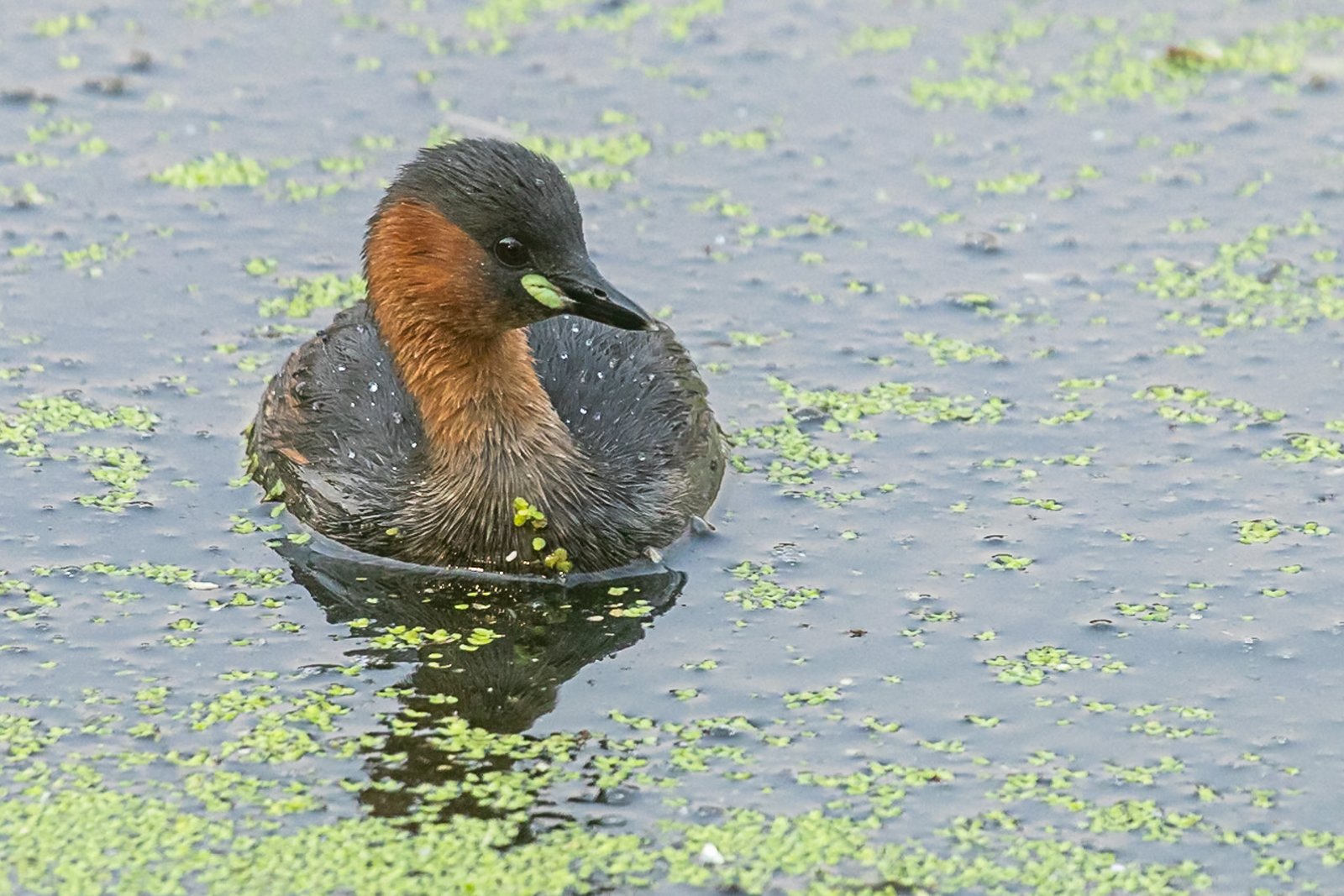 little-grebe-bird-swimming-3