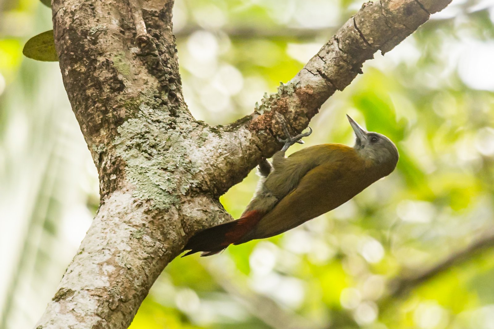 olive-woodpecker-bird-feeding