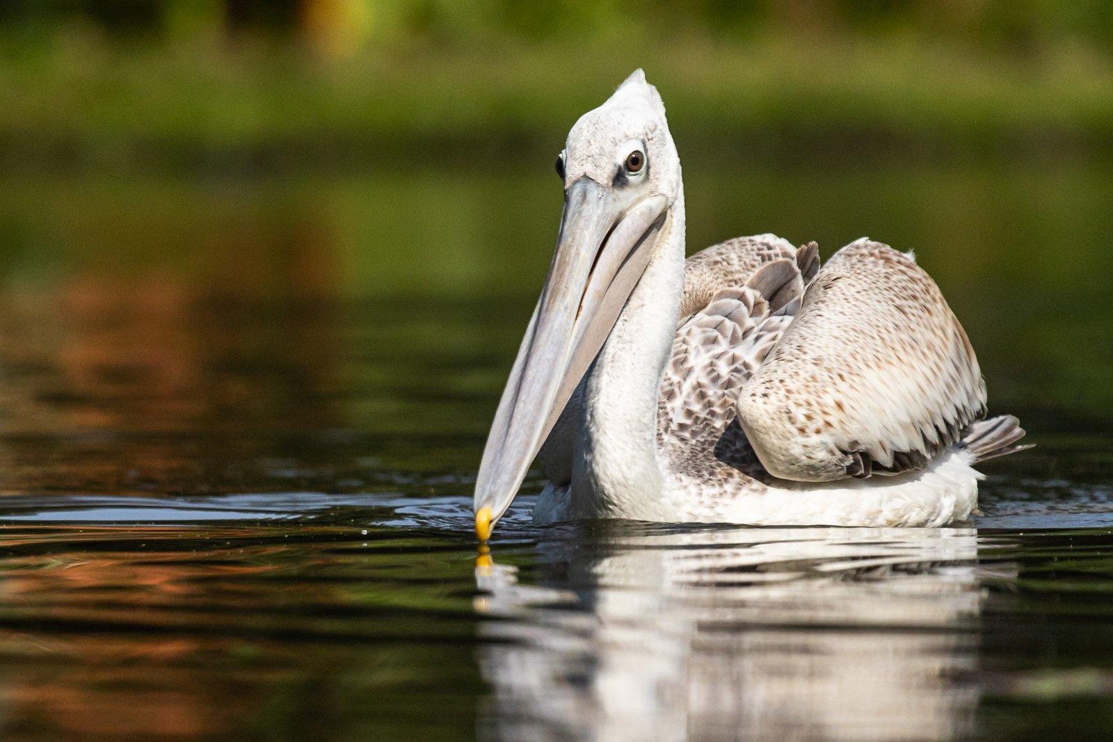 pink-backed-pelican-bird-swimming