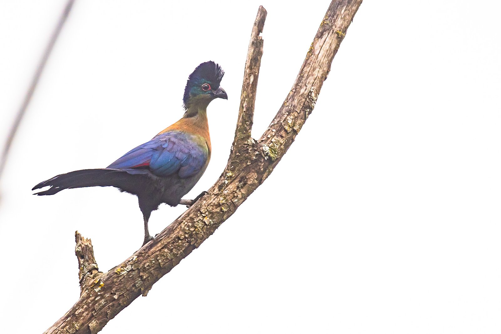 purple-crested-turaco-bird-perched