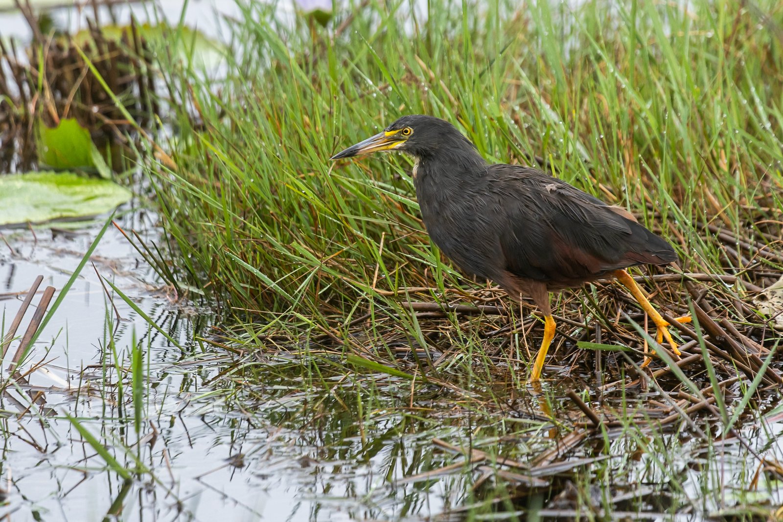 rufous-bellied-heron-bird-standing