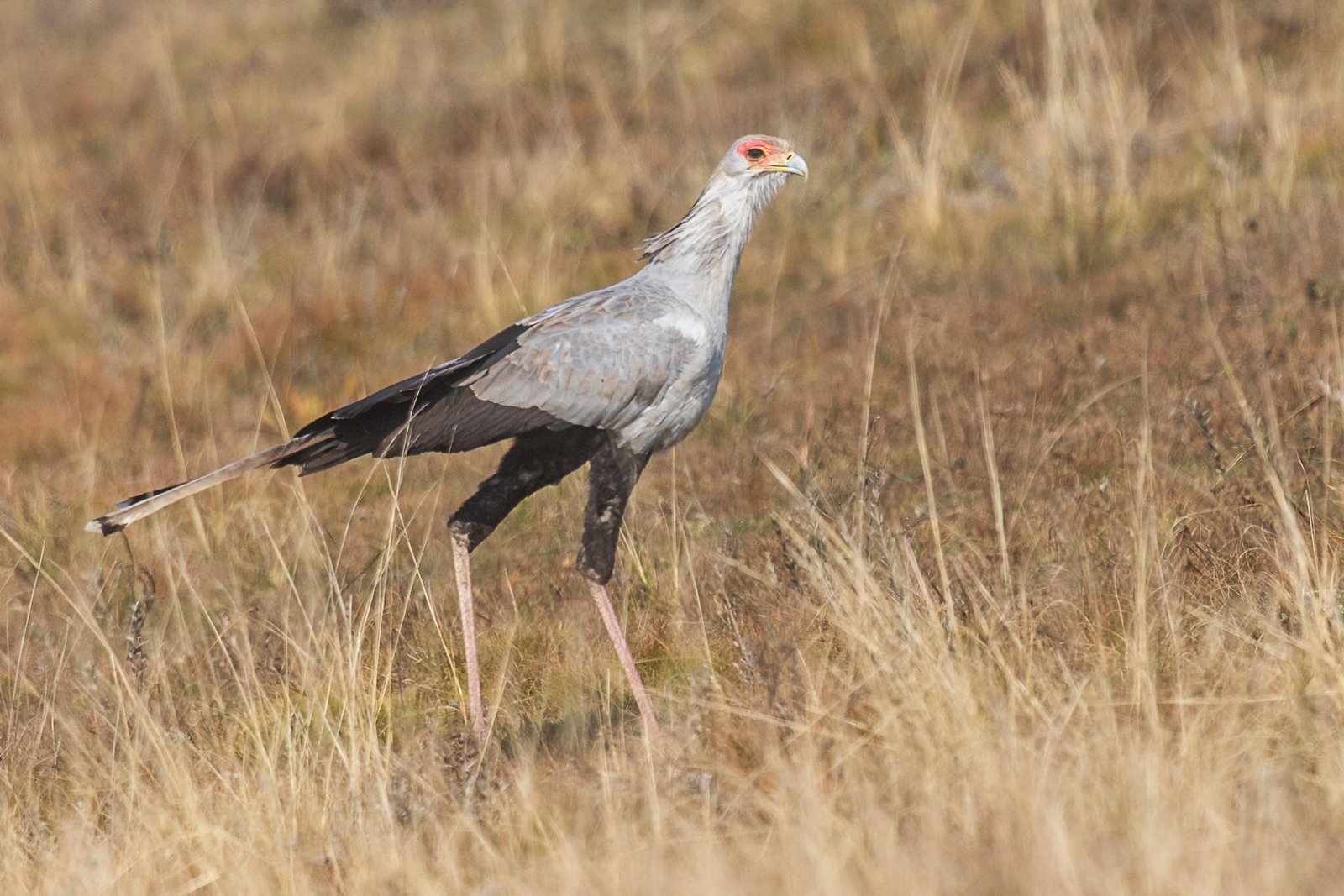 secretarybird-bird-walking