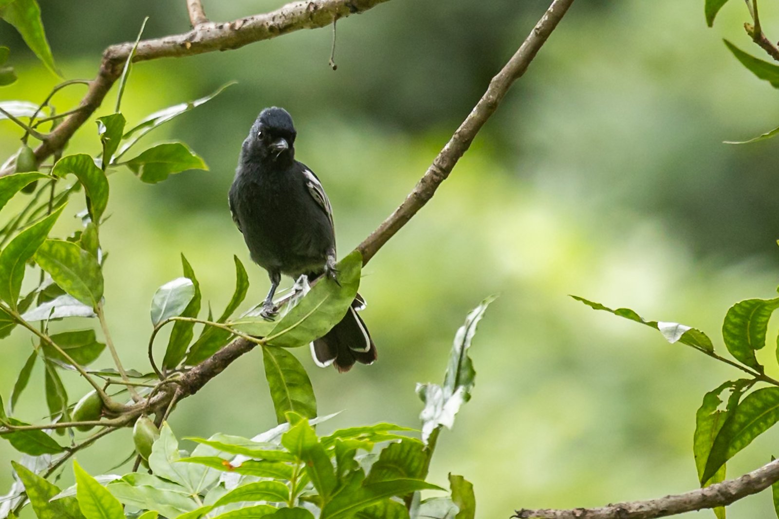 southern-black-tit-bird-perched