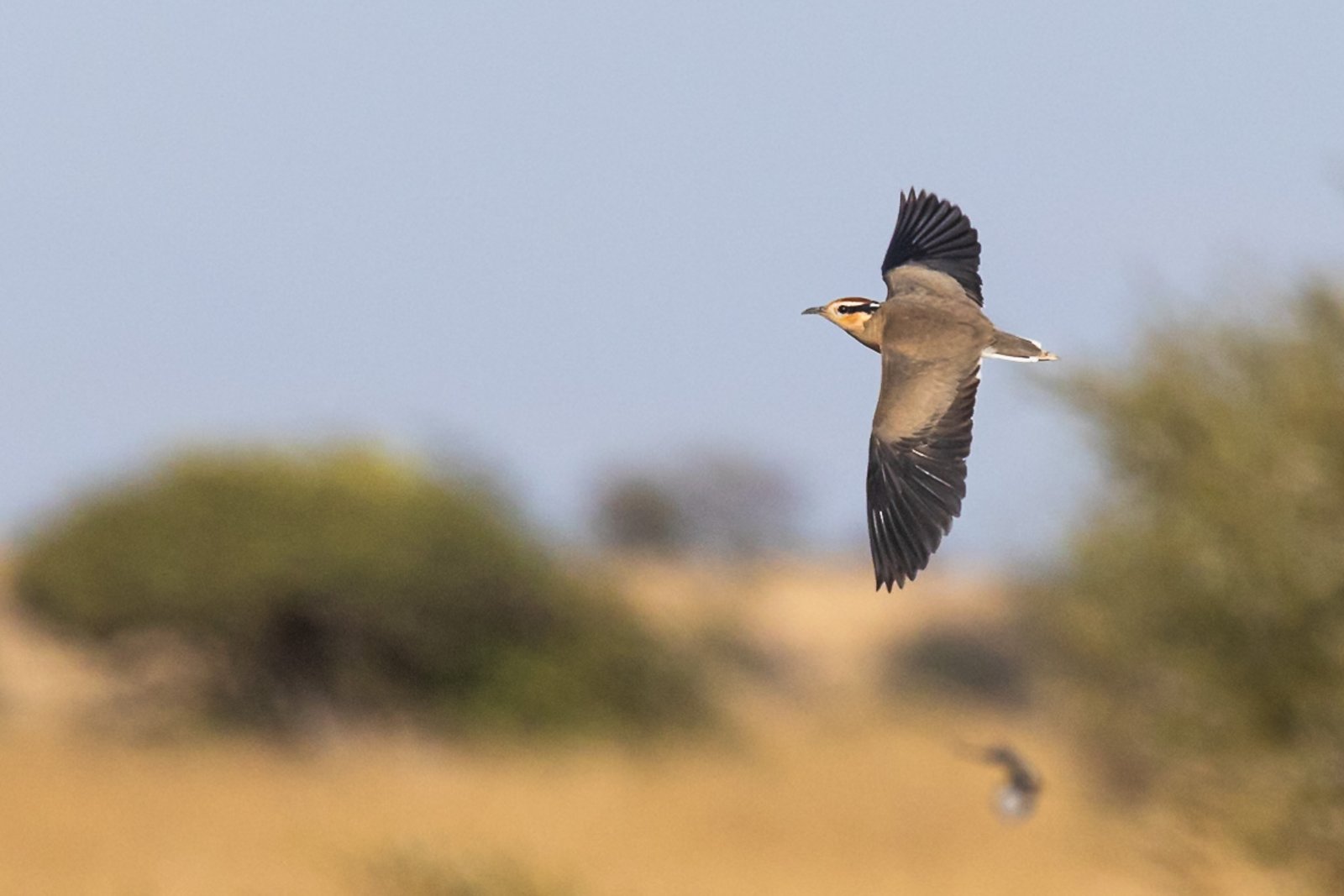 Temminck's Courser