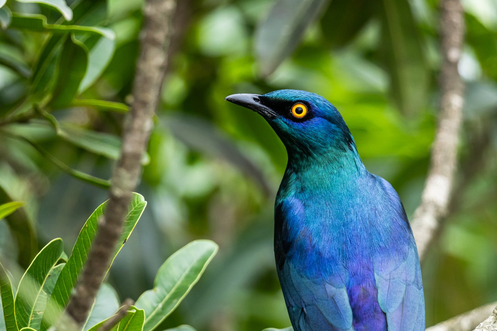 Black-bellied Starling portrait.
