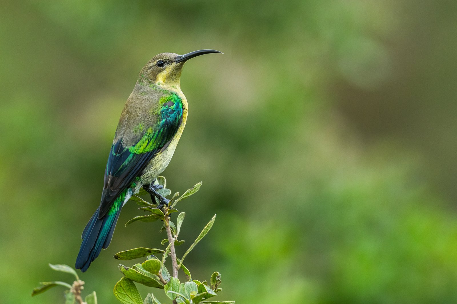 2025-04-27-malachite-sunbird-walter-sisulu-national-botanical-garden-south-africa-9
