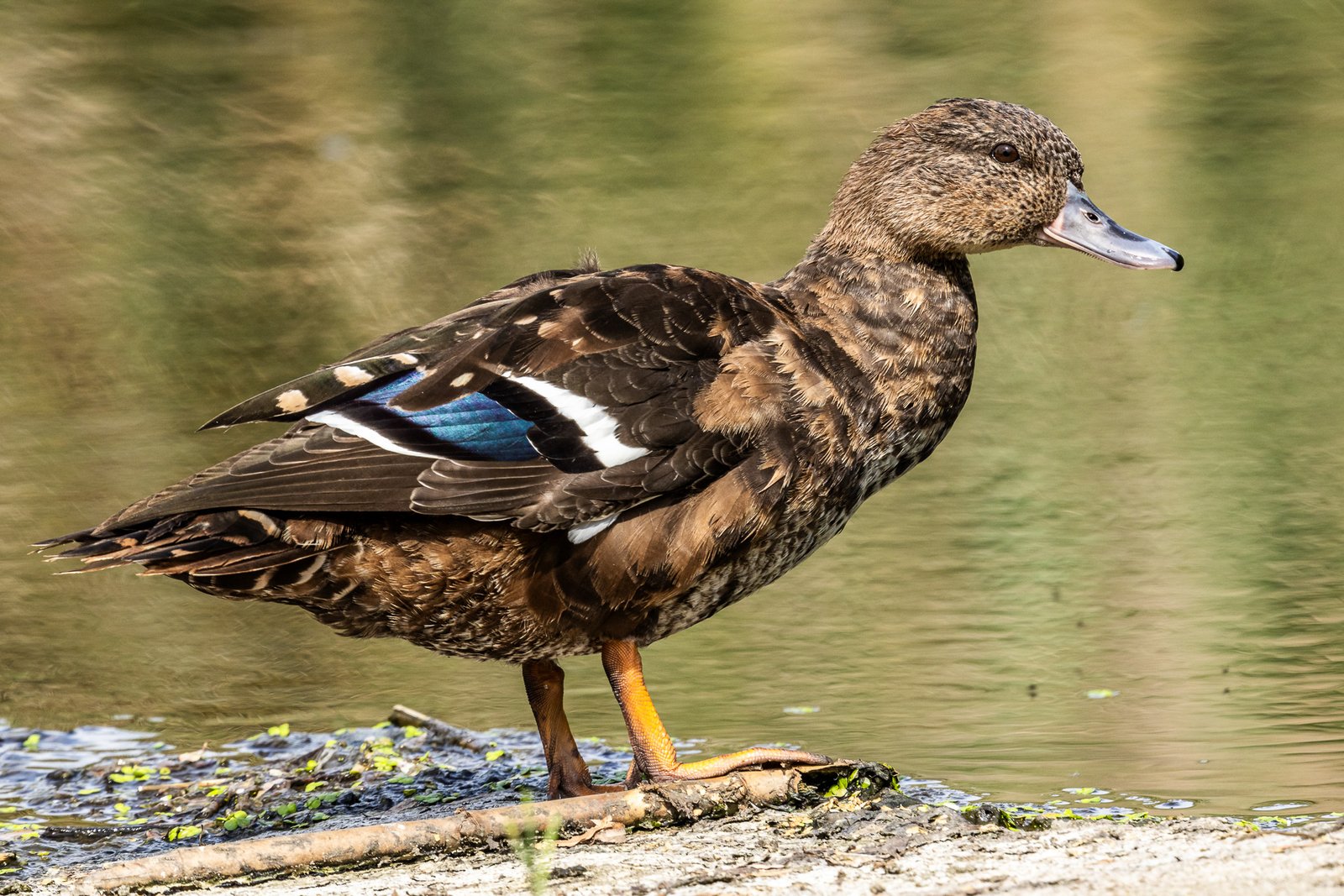 African Black Duck standing next to a river.