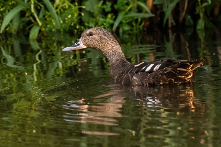 African Black Duck swimming in a river.