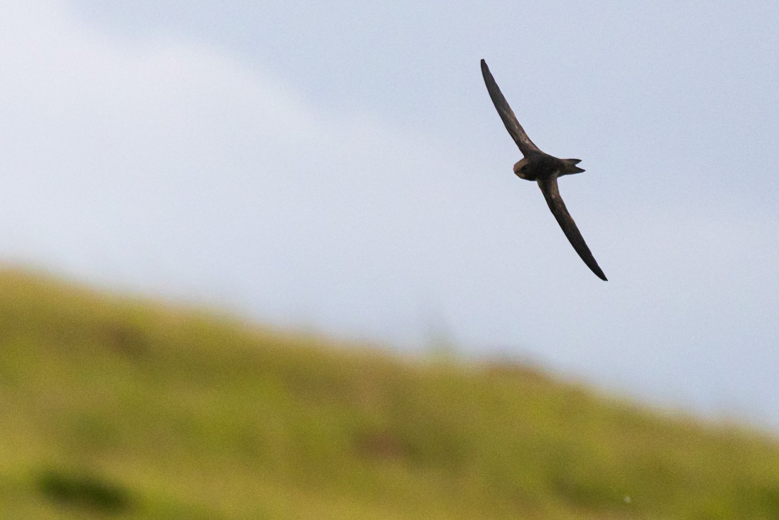 African Black Swift in flight over a valley.